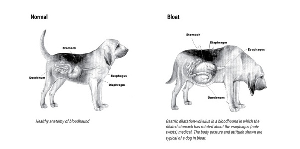 Can a dog really eat so much food it dies, or is this an urban legend? - Quora