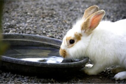 Why Is My Rabbit Drinking a Lot of Water? — Rabbit Care Tips