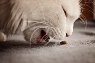 Why Is My Cat Being Sick? How To Treat Cat Vomiting | Vets Now