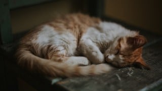 Why Is My Cat Being Sick? How To Treat Cat Vomiting | Vets Now