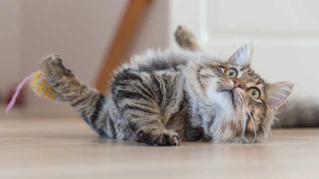 Pregnant Cat Checklist: 3 Signs Your Cat is Pregnant