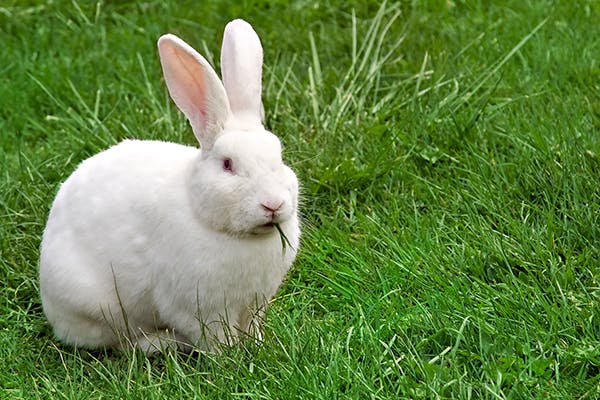 Poisoning in Rabbits - Symptoms, Causes, Diagnosis, Treatment, Recovery, Management, Cost