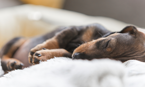 Where Should My Puppy Sleep? | Purina® Canada