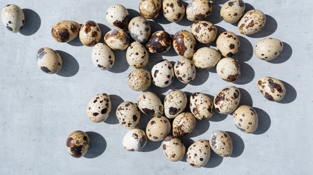 Can quail eat egg shells - PetSchoolClassroom