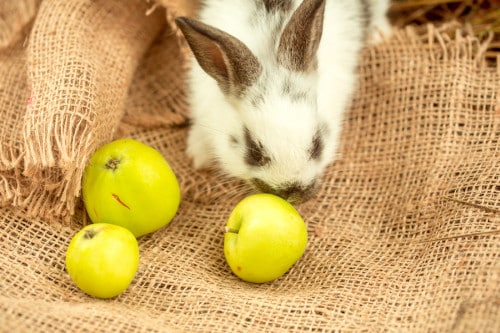 111 Foods Rabbits Can Eat And Can&#39;t Eat - 2020 – Rabbit Expert - Food, Breeds, Cages, Hutches, and Rabbit Health