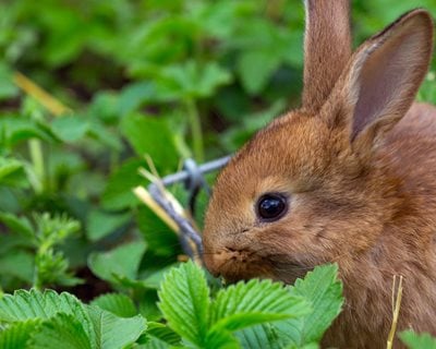 How to Keep Rabbits Out of Your Garden | Garden Design