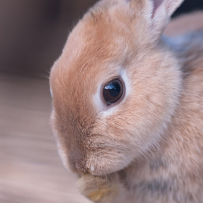 gastrointestinal-conditions-rabbits – Bishops Stortford Vets