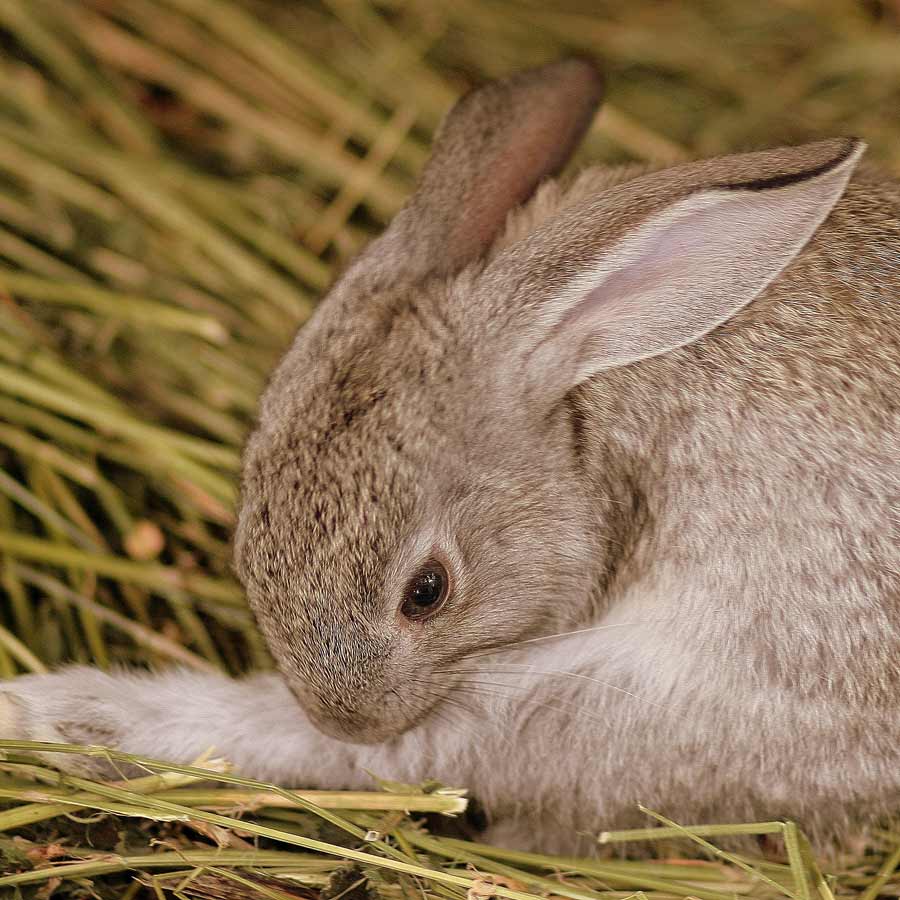 Tips For Grooming Your Rabbit - Lafeber Co. - Small Mammals