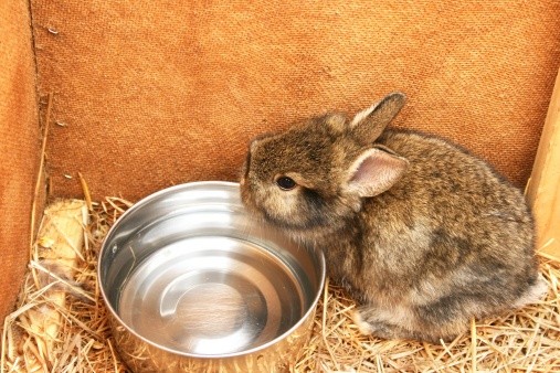 Should I Have My Rabbit Use a Water Bowl or Water Bottle? | Rabbit Hole Hay