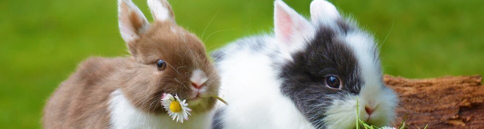 10 Reasons Not to Buy a Bunny This Easter | PETA