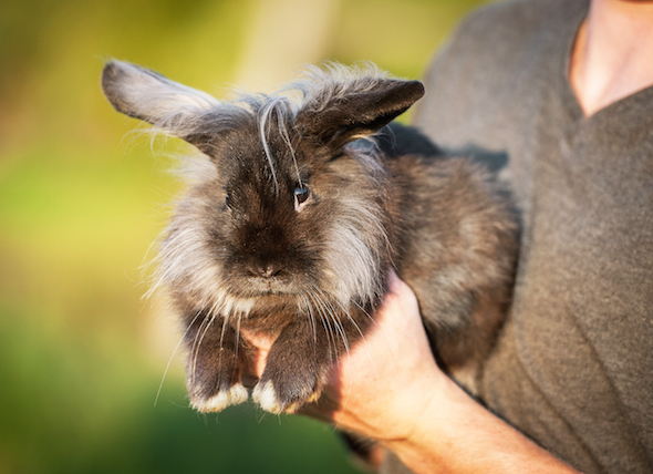 Nail clipping clinic for small animals – PAW Rescue