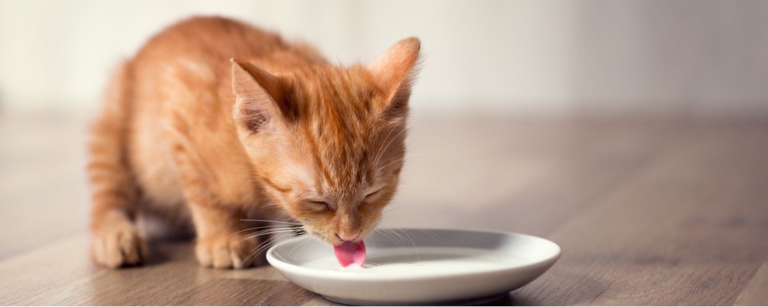 Cats Drinking Milk: Fact or Fiction?