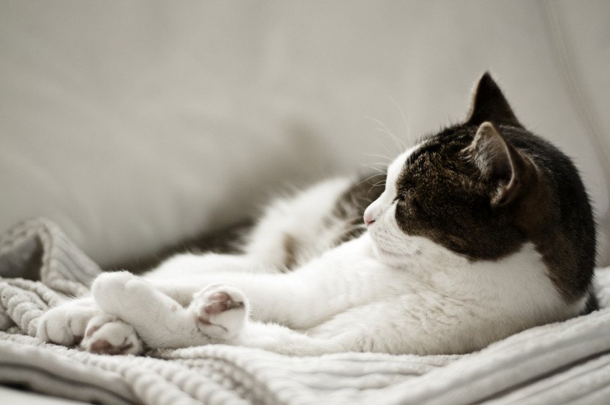 Why Is My Cat Being Sick? How To Treat Cat Vomiting | Vets Now