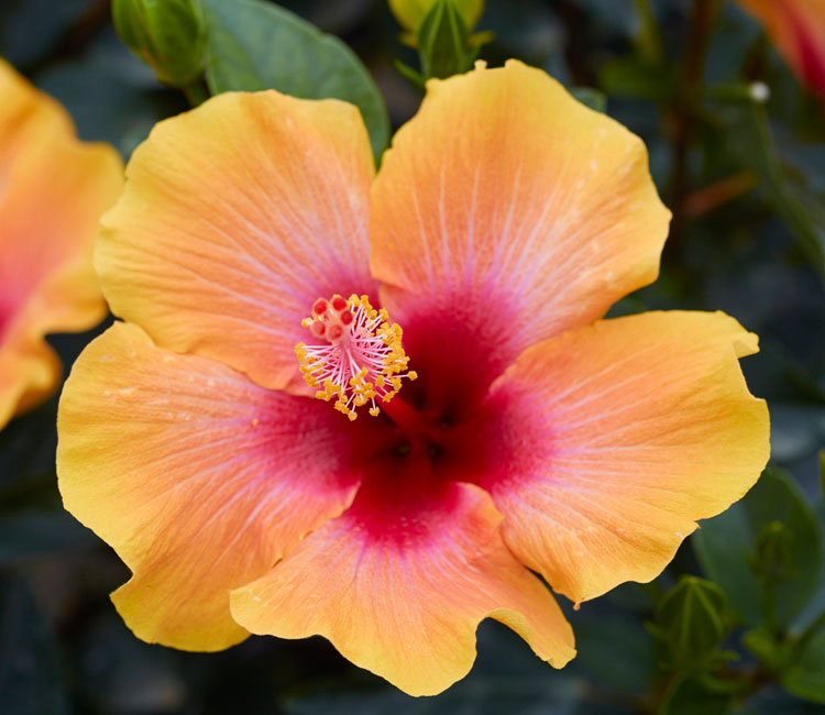 An Award Winning Tropical Hibiscus Collection | Hollywood Hibiscus