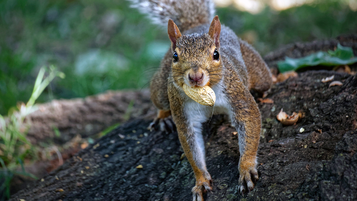 Squirrels Actually Organize Their Nut Hoard — Here&#39;s Why | HowStuffWorks