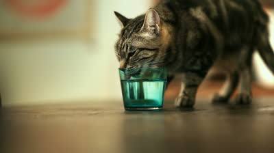 Why is my cat so thirsty? - Metropolitan Veterinary Associates