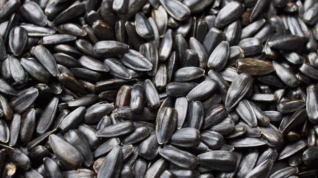 Sunflower Seeds Identified as Source of Potent Liver Carcinogen | Technology Networks