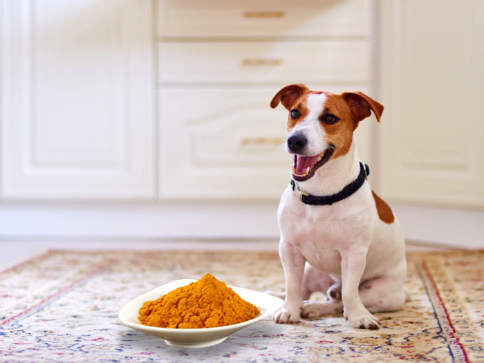 Turmeric for Dogs: Benefits &amp; Dosage | Organic Facts