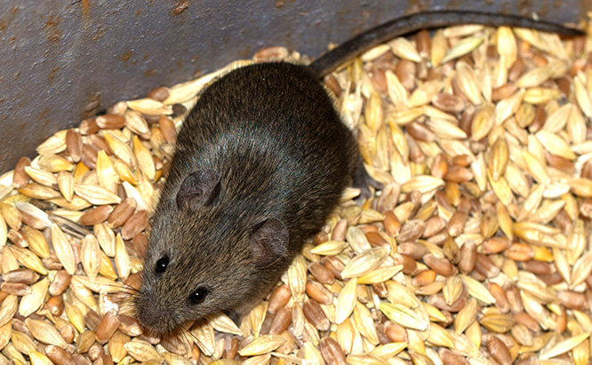 What Food Sources Attract Rodents?