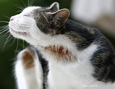 Cheyletiellosis in Cats - Walking Dandruff for Felines, Peeling Skin