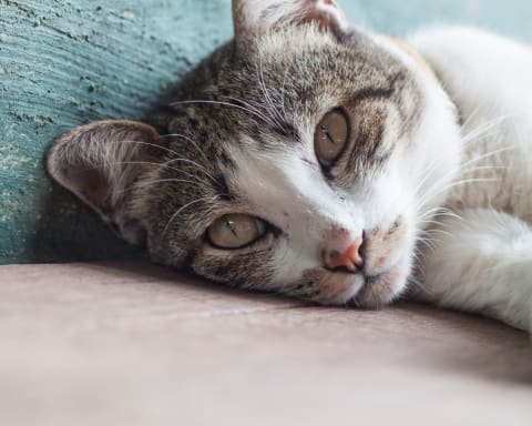 Common Cat Illnesses: Causes &amp; Symptoms | Flat Rock Vet | Western Carolina Regional Animal Hospital &amp; Veterinary Emergency Hospital