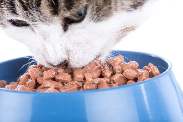 The Best Wet Cat Foods of 2021 - Pet Life Today