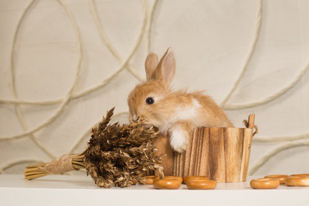 Can Rabbits Eat Dry Cereal? (Cornflakes, Granola, Oatmeal, Bran Flakes)