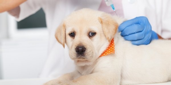 Puppy Shots — What Vaccines Your New Pup Needs (and When)