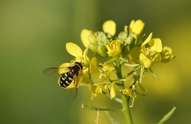 Can Dogs Eat Mustard? – Tindog