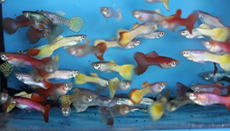 Amazon.com : Family of (25) Fancy Guppies Live Tropical Fish for Aquarium Pond or Fish Tank : Pet Supplies