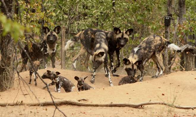 Hot dogs: Is climate change impacting populations of African wild dogs? | Zoological Society of London (ZSL)