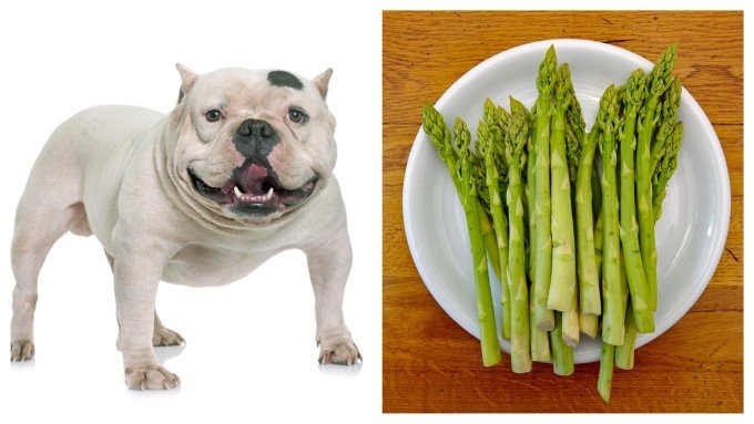 Can Dogs Eat Asparagus? Is It Healthy for Them? ⋆ American Bully Daily