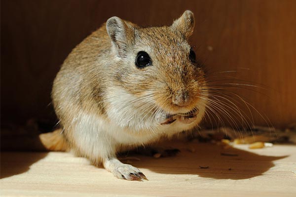 Can Gerbils Eat Lettuce: Why Variety Matters in a Gerbil Diet – Small Pets 101