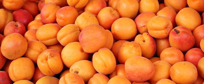 Can dogs eat Apricots? Or can they really kill a dog? Vet approved!