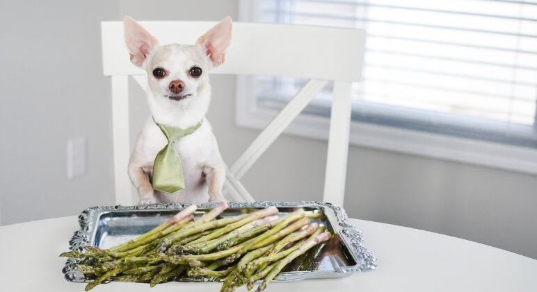 Food Facts: Can Dogs Eat Asparagus? - Proud Dog Mom