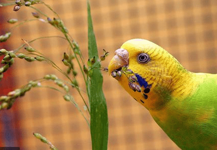 what do parakeets eat in the wild? | Food Guide for Baby Bugie