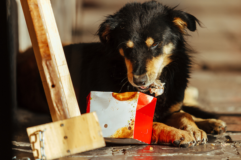 Your Dog Ate a Chicken Bone — Here&#39;s What to Do