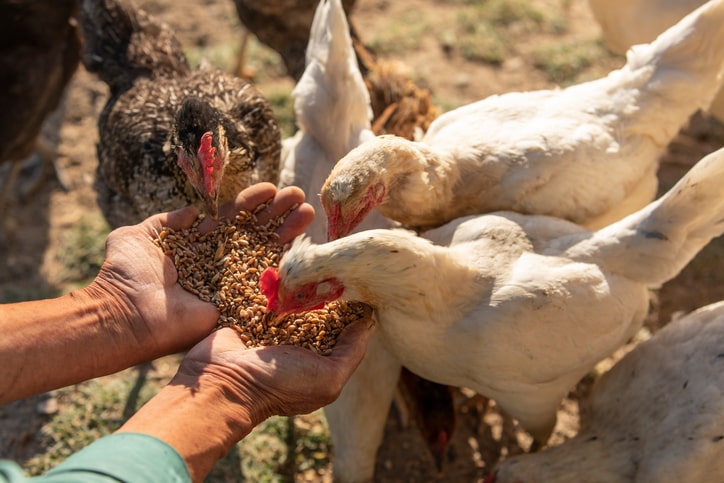 How Much to Feed Broiler Chickens | Daily Feed Consumption