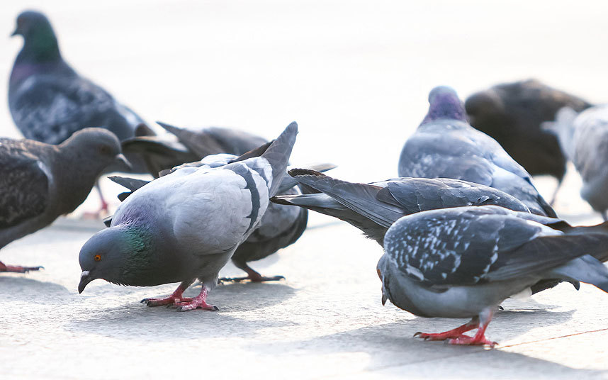 What Do Pigeons Eat - Pigeon Food Guide - Birdfeedersspot