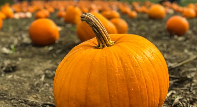 Can Cats Eat Pumpkin Seeds?