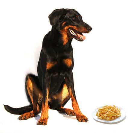 Can Dogs Eat French Fries? Here&#39;s What To Know