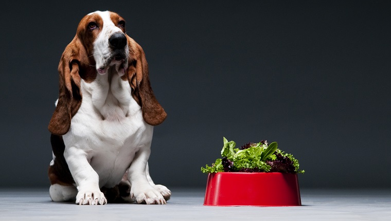 Can Dogs Eat Lettuce? Is Lettuce Safe For Dogs? - Journal Dogs