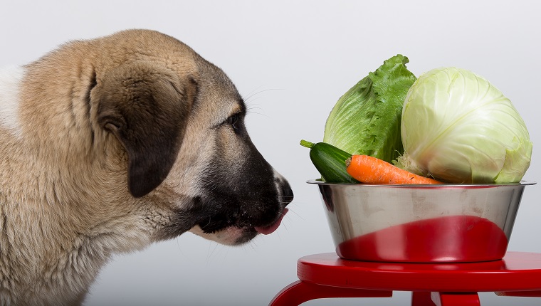 Can Canine Eat Lettuce? Is Lettuce Secure For Canine?