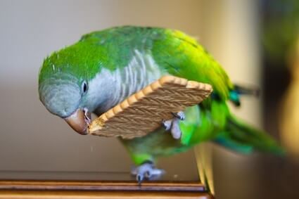 Are Biscuits Good For Parrots? — All About Parrots