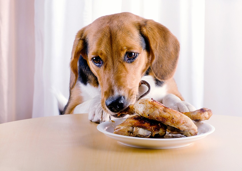 Help! My Dog Ate a Chicken Bone, What Should I Do? - The Dogington Post