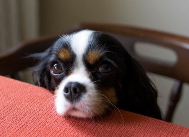 What Do I Do If My Dog Ate a Chicken Bone? | PetMD