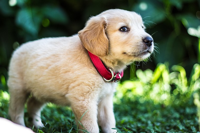 Can Dogs Eat French Fries Or Can It Make Them Sick? | Herepup