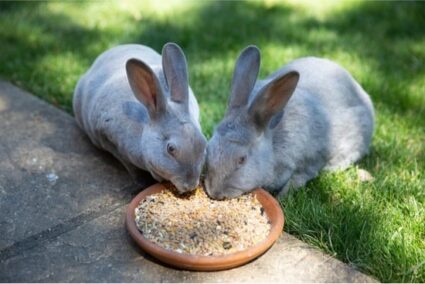 8 Foods That Are Fatal to Rabbits (or NEVER Be Fed to a Rabbit)