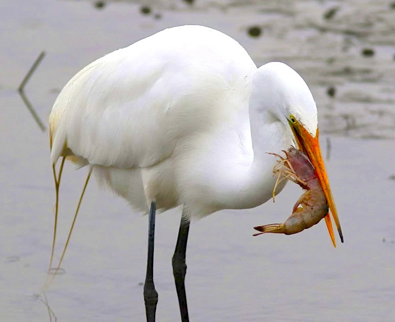 Egret eats shrimp | ROLLING HARBOUR ABACO