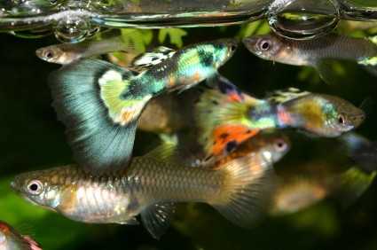 Guppies - Feeding, Breeding, and Care of Guppy Fry